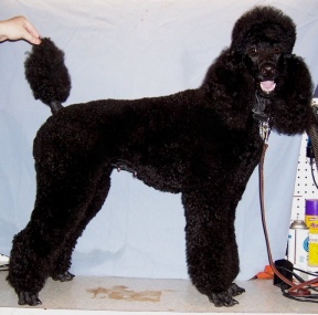 Poodle Color Chart