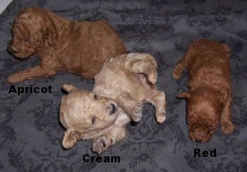newborn standard poodle puppies