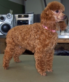 Apricot toy shop poodle adult