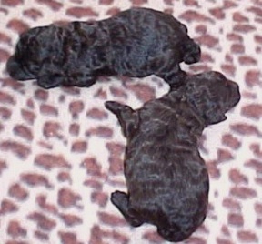 newbornbrnpupsexa.jpg